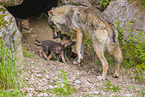 eurasian greywolfs