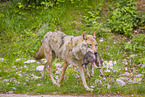 eurasian greywolfs