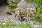 eurasian greywolfs