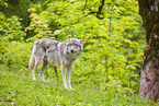 eurasian greywolf