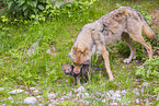 eurasian greywolfs