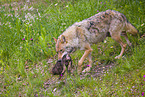 eurasian greywolfs
