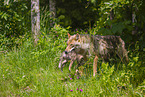 eurasian greywolfs