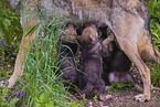 eurasian greywolfs