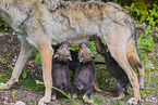 eurasian greywolfs
