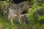 eurasian greywolfs