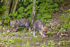 eurasian greywolfs