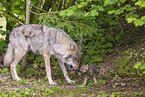 eurasian greywolfs