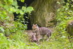 eurasian greywolf