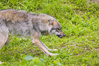 eurasian greywolf