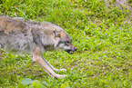 eurasian greywolf