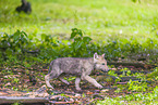 eurasian greywolf