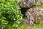 eurasian greywolf