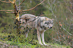 Eurasian greywolf