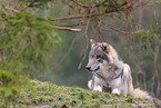 Eurasian greywolf
