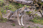 Eurasian greywolf