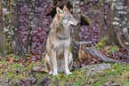 Eurasian greywolf