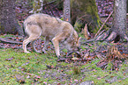 Eurasian greywolf