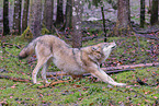 Eurasian greywolf
