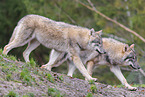 Eurasian greywolf