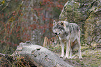 Eurasian greywolf