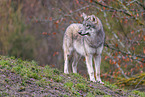 Eurasian greywolf