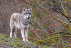 Eurasian greywolf