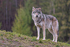 Eurasian greywolf