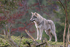 Eurasian greywolf