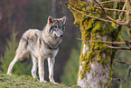 Eurasian greywolf