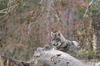 Eurasian greywolf