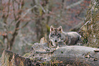 Eurasian greywolf