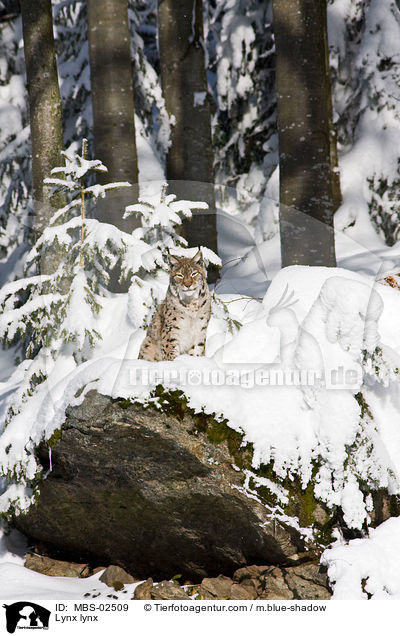 Lynx lynx / MBS-02509