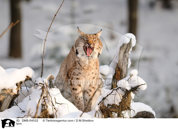 Eurasischer Luchs / lynx / DMS-04032