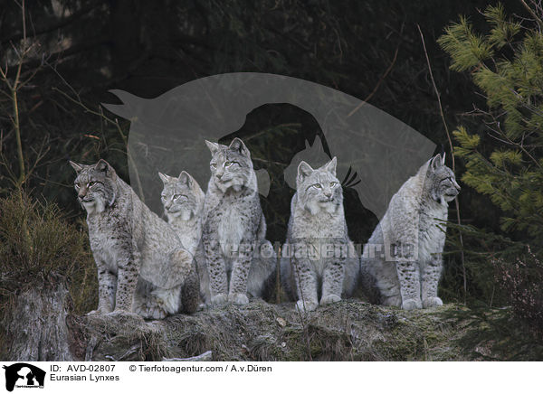 Eurasische Luchse / Eurasian Lynxes / AVD-02807
