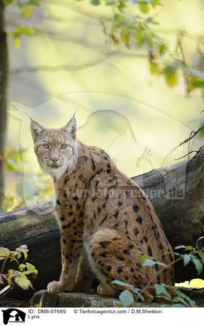 Lynx / DMS-07669
