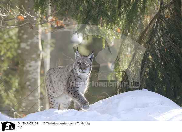 lynx / THA-05107