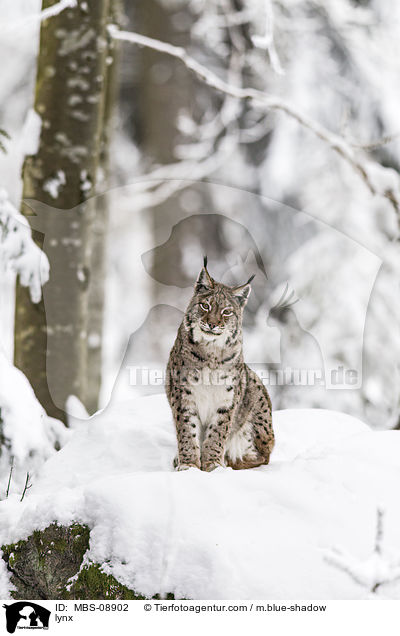 lynx / MBS-08902