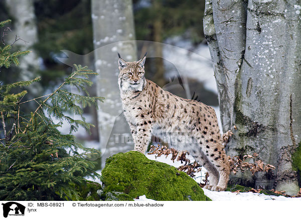 lynx / MBS-08921