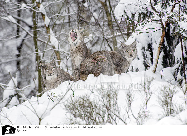 Eurasische Luchse / lynxes / MBS-08926