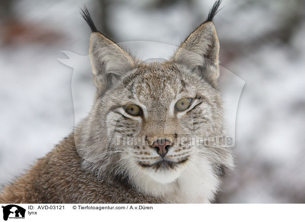 lynx / AVD-03121