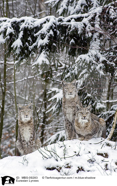 Eurasian Lynxes / MBS-09283