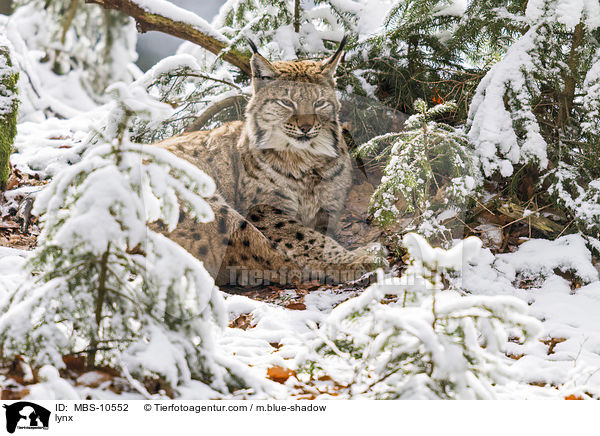 Eurasischer Luchs / lynx / MBS-10552