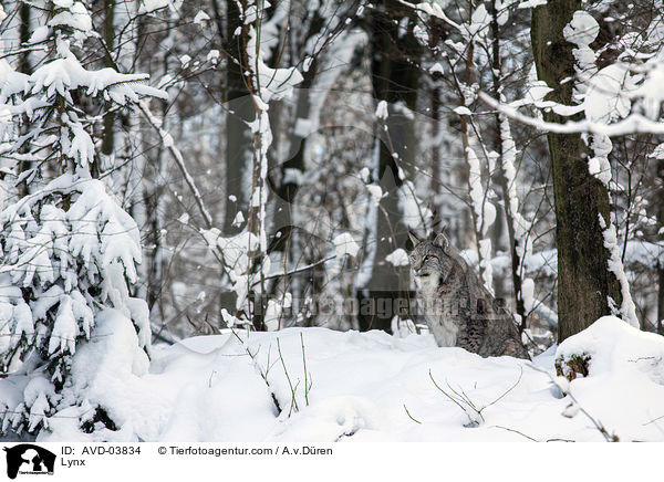 Eurasischer Luchs / Lynx / AVD-03834