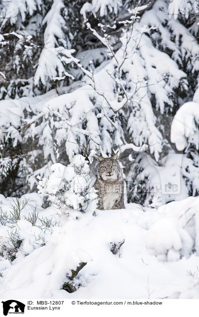 Eurasischer Luchs / Eurasian Lynx / MBS-12807