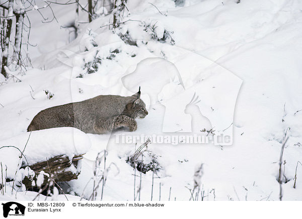 Eurasischer Luchs / Eurasian Lynx / MBS-12809