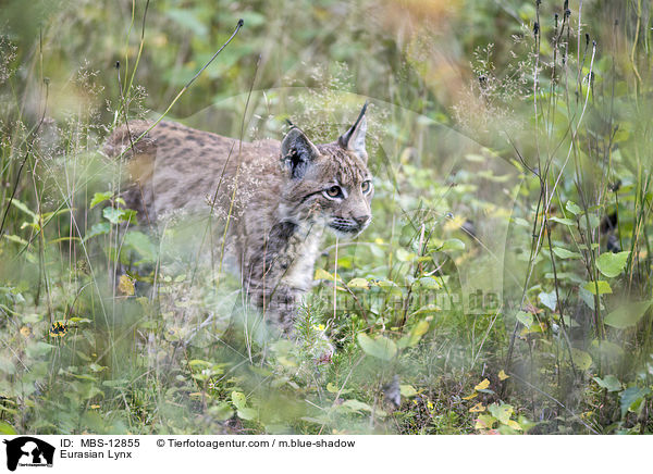 Eurasischer Luchs / Eurasian Lynx / MBS-12855