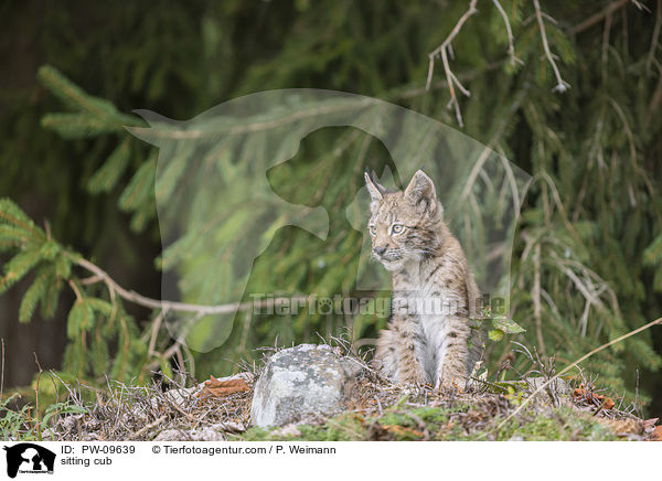 sitzender Luchswelpe / sitting cub / PW-09639