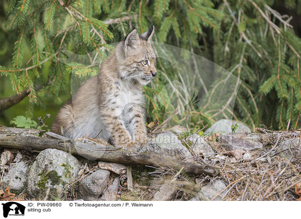 sitzender Luchswelpe / sitting cub / PW-09660