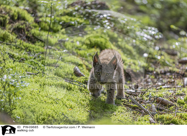 laufender Luchswelpe / walking cub / PW-09685